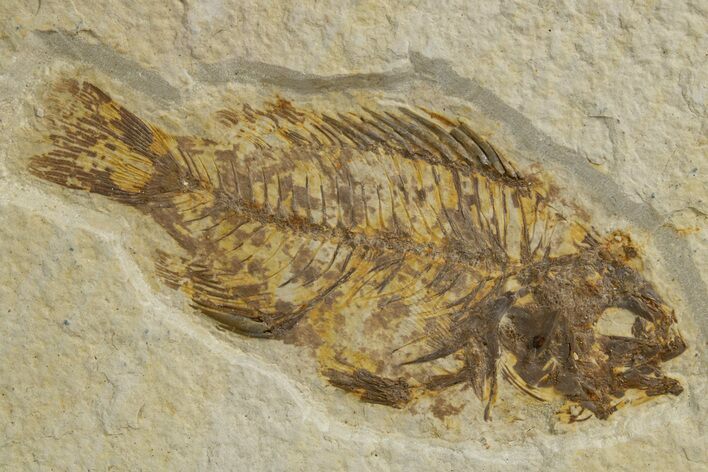 Bargain, Fossil Fish (Priscacara) - Wyoming #318441